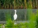 White Heron - Czapla Biała